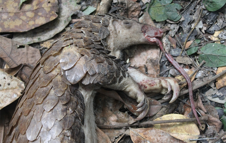 Dead white-bellied pangolin killed by poachers found in a Nigerian forest CREDIT: C.A. Emogor